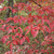 Cornus florida, flowering dogwood fall color