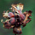 Corylus americana, American hazelnut
