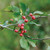 Crataegus viridis, Green hawthorn