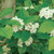 Crataegus viridis, Green hawthorn