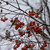 Diospyros virginiana, American persimmon