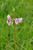 Dodecatheon meadia (Shooting Star)