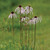 Echinacea pallida
Pale purple coneflower