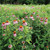 Echinacea purpurea, Purple coneflower