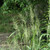 Elymus hystrix, Bottlebrush grass