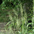 Elymus hystrix (Bottlebrush Grass)