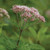Eutrochium fistulosum, Hollow joe py weed