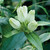 Gentiana flavida, Cream gentian