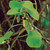 Aristolochia tomentosa, Dutchman's pipevine