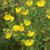 Grindelia lanceolata, Narrowleaf gumweed