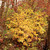 Hamamelis vernalis, witch hazel