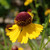 Helenium flexuosum, Purpleheaded sneezeweed