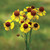 Helenium flexuosum, Purpleheaded sneezeweed