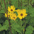 Helianthus silphioides, Silphium sunflower
