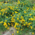 Heliopsis helianthoides, Oxeye sunflower