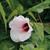 Hibiscus laevis, Halberdleaf rose mallow
