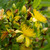 Hypericum prolificum (Shrubby St. John's Wort)