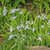 Iris cristata, Dwarf crested iris