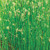 Soft rush, Juncus effusus