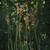 Juncus biflorus, Bog rush