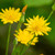 Krigia biflora (Two-flowered Cynthia)