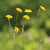 Krigia biflora, Two-flowered Cynthia
