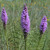 Liatris mucronata, Bottlebrush blazing star