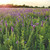 Prairie blazing star, Liatris pycnostachya