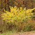 Spicebush, Lindera benzoin