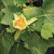 Liriodendron tulipifera, Tulip poplar