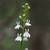 Lobelia spicata (Palespike Lobelia)