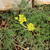 Lomatium foeniculaceum, Desert biscuitroot