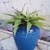 Manfreda virginica (False Aloe)