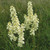 Melanthium virginicum, Bunchflower Lily