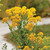 Oligoneuron rigidum (Rigid Goldenrod)