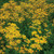 Packera aurea, golden ragwort