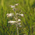 Penstemon pallidus (Pale Beardtongue)