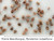 Penstemon tubaeflorus (Prairie Beardtongue) seed