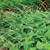 Persicaria virginiana, jumpseed