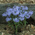 Phlox divaricata (Wild Sweet William)