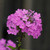 Phlox paniculata, Garden phlox