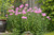 Phlox paniculata, Garden phlox