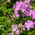 Phlox paniculata (Garden Phlox)
Giant Swallowtail