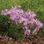 Phlox pilosa, Downy phlox