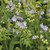 Polemonium reptans, Jacob's ladder