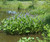 Pontederia cordata, Pickerel weed