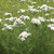 Pycnanthemum tenuifolium, Slender mountain mint