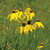 Ratibida pinnata (Grayhead Coneflower)