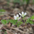 Rubus flagellaris, Dewberry