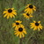 Rudbeckia fulgida, showy coneflower